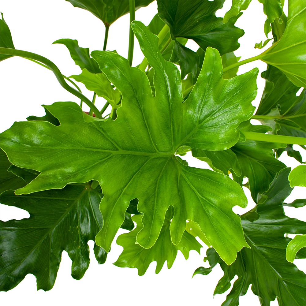 Philodendron Selloum Little Hope - P19 H75 - Kamerplant 4 Philodendron Selloum Little Hope - P19 H75 - Kamerplant - Afbeelding 2