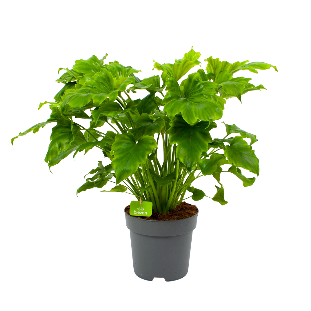 Philodendron Bipinnatifidum Little Hope - P21 H75 - Kamerplant 3 Philodendron Bipinnatifidum Little Hope - P21 H75 - Kamerplant