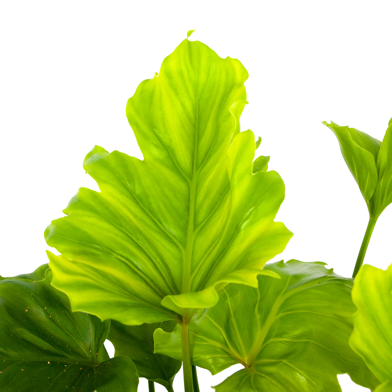 Philodendron Bipinnatifidum Little Hope - P21 H75 - Kamerplant 4 Philodendron Bipinnatifidum Little Hope - P21 H75 - Kamerplant - Afbeelding 2