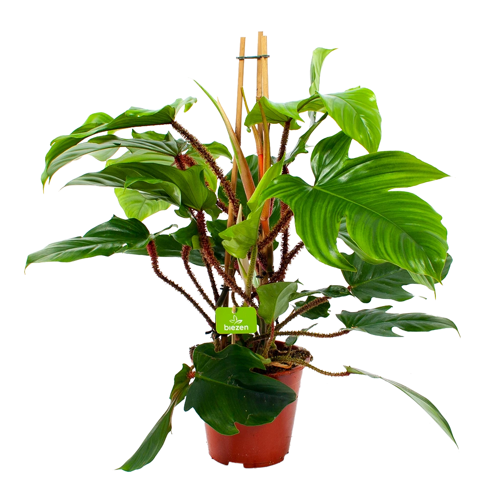 Philodendron Squamiferum Piramide - P19 H75 - Kamerplant 3 Philodendron Squamiferum Piramide - P19 H75 - Kamerplant