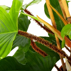 Philodendron Squamiferum Piramide - P19 H75 - Kamerplant 8 Philodendron Squamiferum Piramide - P19 H75 - Kamerplant -Huisdecoratie philodendron squamiferum piramide p19 h75 6 1