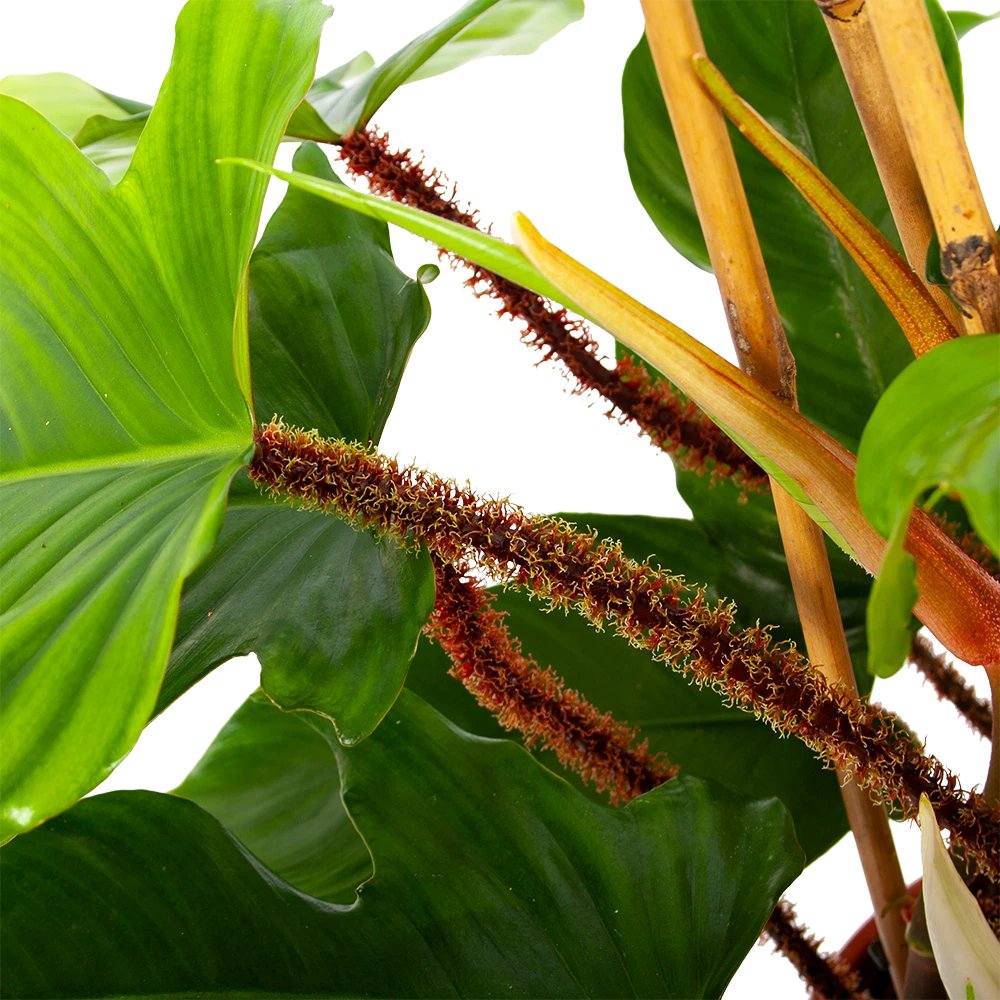 Philodendron Squamiferum Piramide - P19 H75 - Kamerplant 5 Philodendron Squamiferum Piramide - P19 H75 - Kamerplant - Afbeelding 3