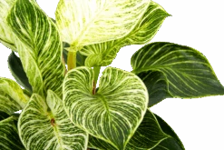 Philodendron White Wave - P17 H40 - Kamerplant 8 Philodendron White Wave - P17 H40 - Kamerplant -Huisdecoratie philodendron white wave p17 h40 6 1