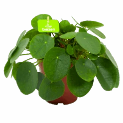 Pilea Peperomioides - Pannenkoekenplant - P15 H25 - Kamerplant