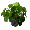 Pilea Peperomioides - Pannenkoekenplant - P17 H35 - Kamerplant 1 Pilea Peperomioides - Pannenkoekenplant - P17 H35 - Kamerplant -Huisdecoratie pilea peperomioides pannenkoekenplant p17 h35 1