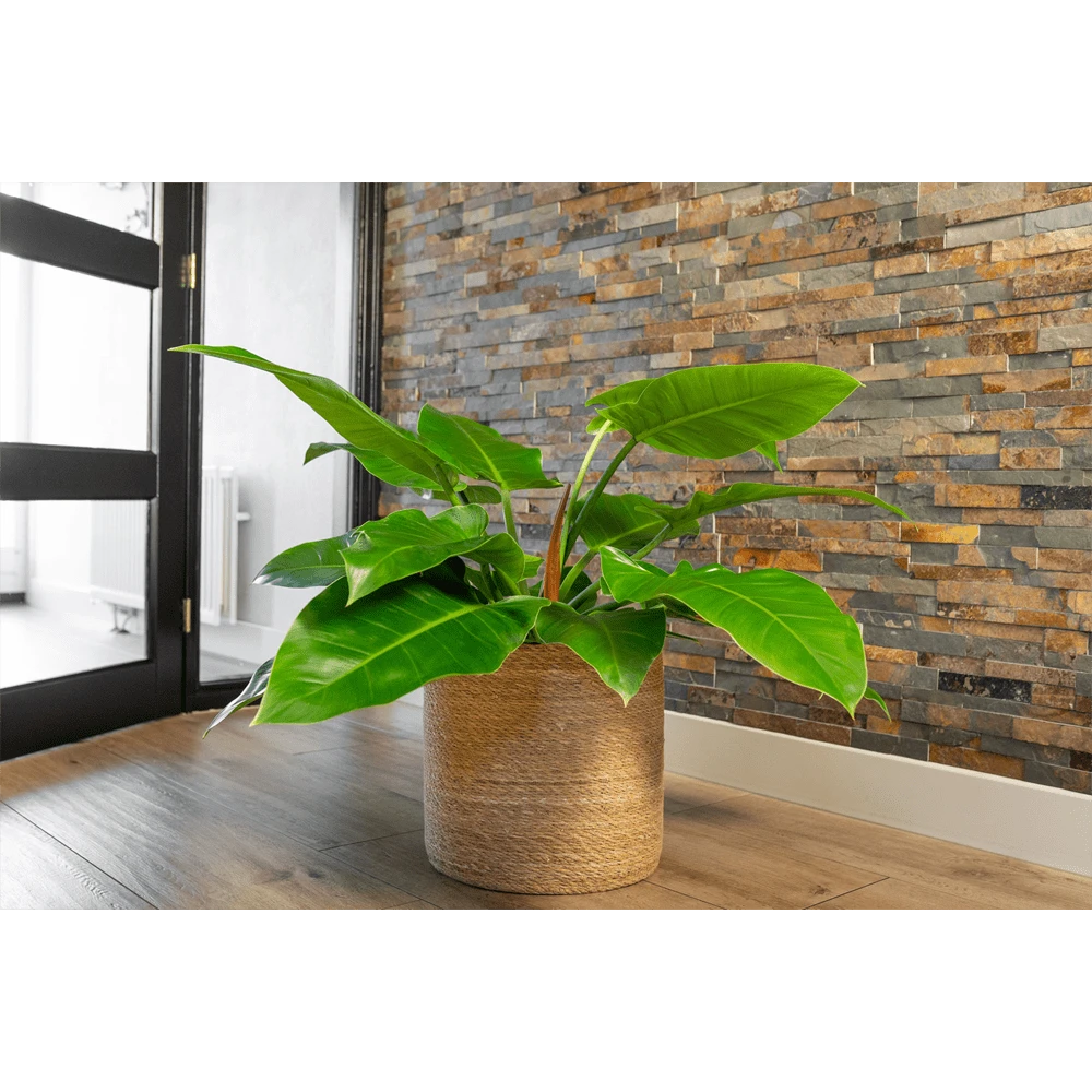 Plantenmand Stef - D33 X H33cm - Naturel 4 Plantenmand Stef - D33 X H33cm - Naturel - Afbeelding 2