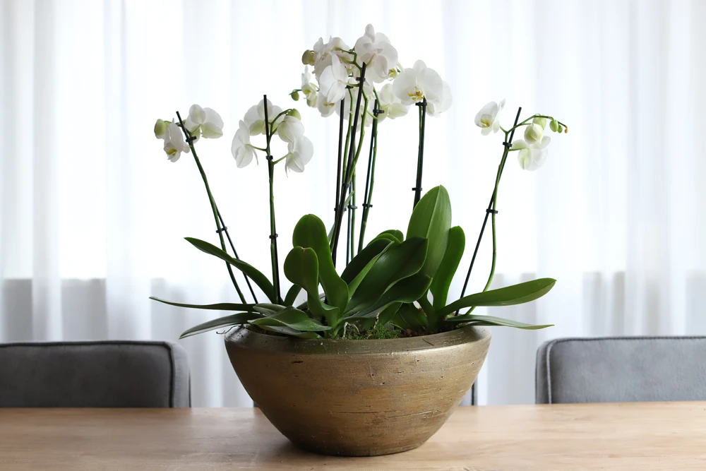 Plantenschaal Kos - D35 X H18cm - Goud 4 Plantenschaal Kos - D35 X H18cm - Goud - Afbeelding 2