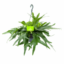 Platycerium Bifurcatum - Hertshoornvaren - In Hangpot - P21 H60 - Kamerplant