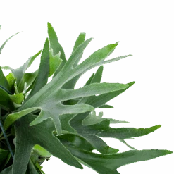 Platycerium Bifurcatum - Hertshoornvaren - In Hangpot - P21 H60 - Kamerplant -Huisdecoratie platycerium bifurcatum hertshoornvaren in hangpot p21 h60 6