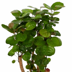 Polyscias Fabian - Aralia - P24 H100 - Kamerplant -Huisdecoratie polyscias fabian aralia p24 h100 5 1