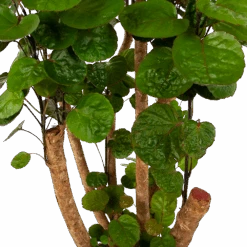 Polyscias Fabian - Aralia - P24 H100 - Kamerplant -Huisdecoratie polyscias fabian aralia p24 h100 6 1