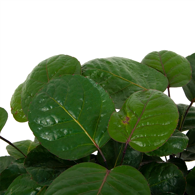 Polyscias Lemon - Aralia - P19 H65 - Kamerplant 4 Polyscias Lemon - Aralia - P19 H65 - Kamerplant - Afbeelding 2