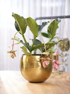 Bloempot Kody - D30 X H25cm - Goud 7 Bloempot Kody - D30 X H25cm - Goud -Huisdecoratie pot kody gold d30 h25 bloempot 7 11