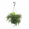 Rhipsalis Baccifera - In Hangpot - P17 H40 - Kamerplant -Huisdecoratie rhipsalis baccifera in hangpot p17 h40 1