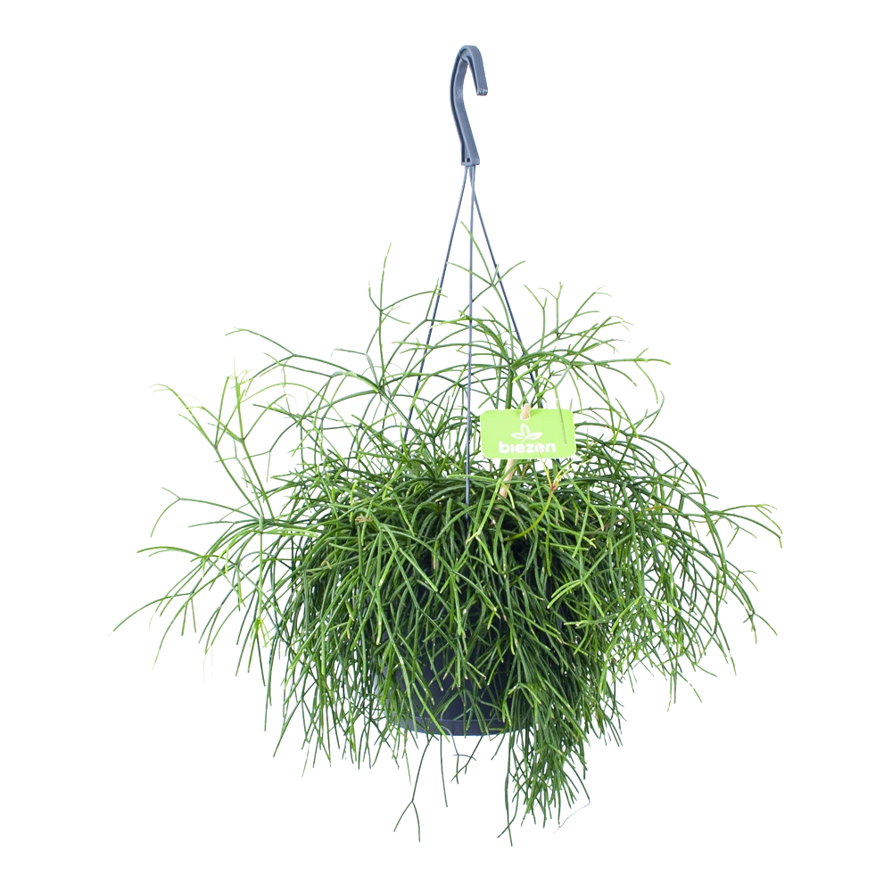 Rhipsalis Cassutha - Koraalcactus - In Hangpot - P17 H40 - Kamerplant 2 Rhipsalis Cassutha - Koraalcactus - In Hangpot - P17 H40 - Kamerplant