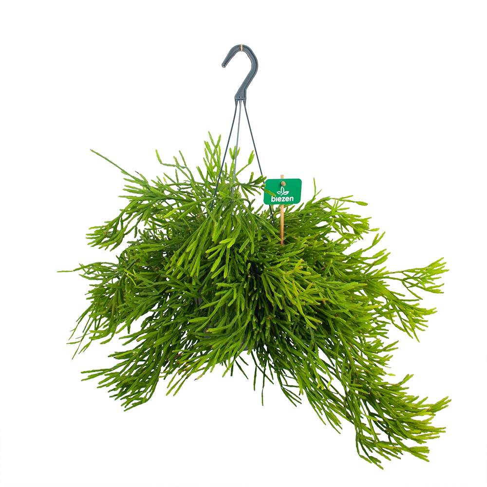 Rhipsalis Ewaldiana - In Hangpot - P17 H40 - Kamerplant 3 Rhipsalis Ewaldiana - In Hangpot - P17 H40 - Kamerplant
