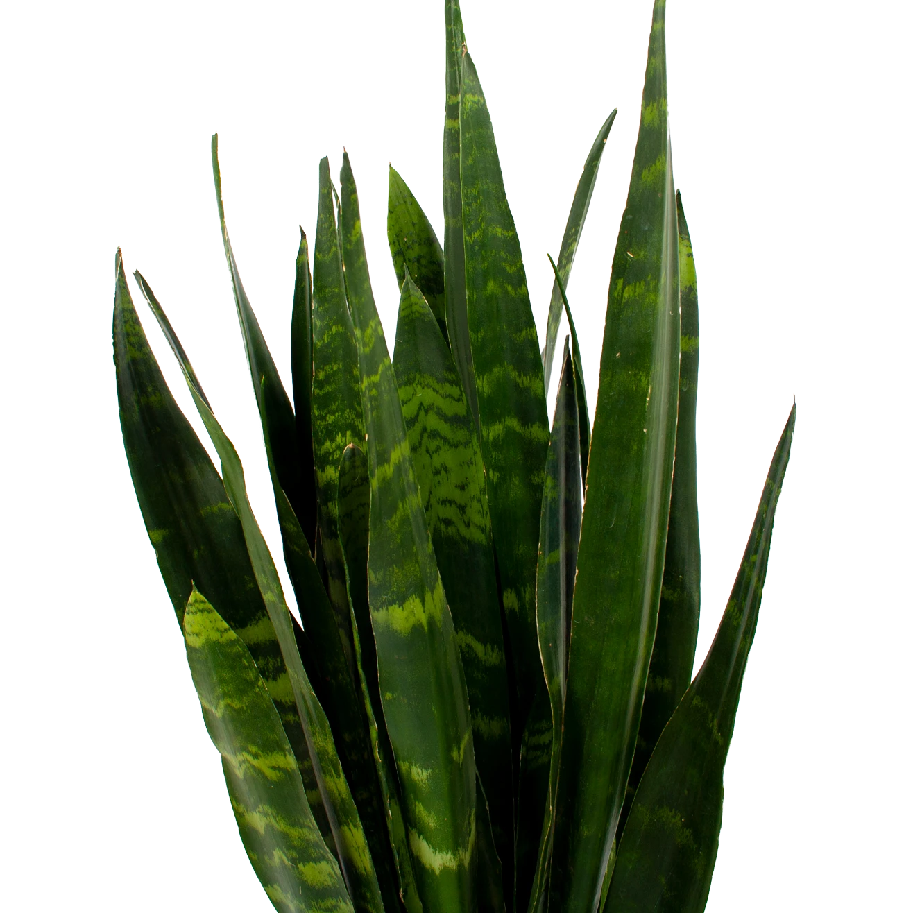Sansevieria Black Coral - Vrouwentong - P21 H80 - Kamerplant - Afbeelding 2