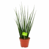 Sansevieria Fernwoord Mikado - Vrouwentong - P14 H55 - Kamerplant 1 Sansevieria Fernwoord Mikado - Vrouwentong - P14 H55 - Kamerplant -Huisdecoratie sansevieria fernwoord mikado vrouwentong p14 h55 4