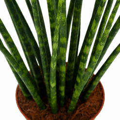 Sansevieria Fernwoord Mikado - Vrouwentong - P14 H55 - Kamerplant -Huisdecoratie sansevieria fernwoord mikado vrouwentong p14 h55 5