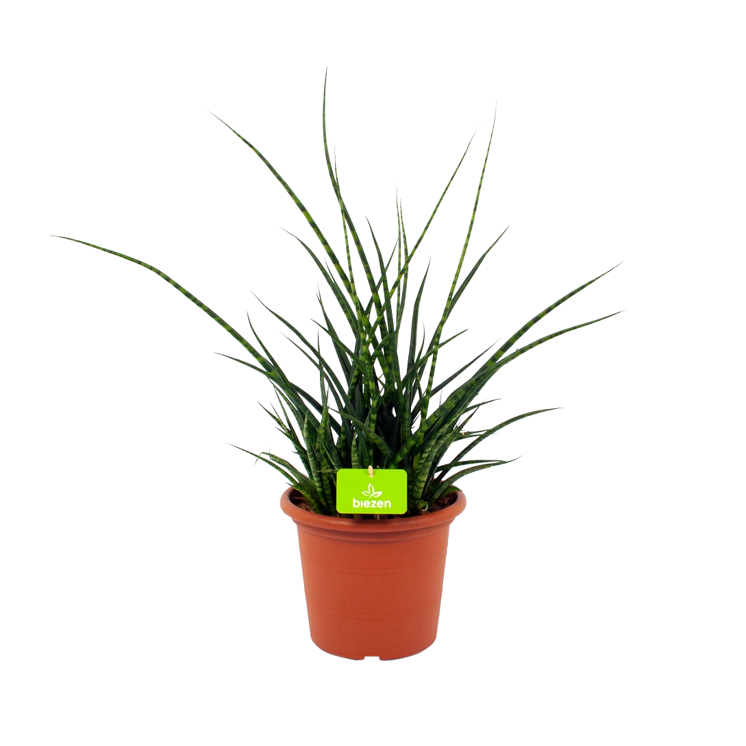 Sansevieria Fernwoord Punk - Vrouwentong - P25 H60 - Kamerplant 3 Sansevieria Fernwoord Punk - Vrouwentong - P25 H60 - Kamerplant