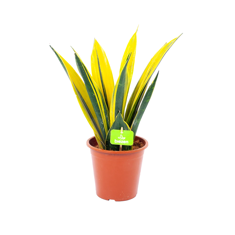 Sansevieria Gold Flame - Vrouwentong - P17 H50 - Kamerplant 3 Sansevieria Gold Flame - Vrouwentong - P17 H50 - Kamerplant