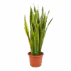 Sansevieria Laurentii - Vrouwentong - P30 H110 - Kamerplant -Huisdecoratie sansevieria laurentii vrouwentong p30 h110 kamerplant 1