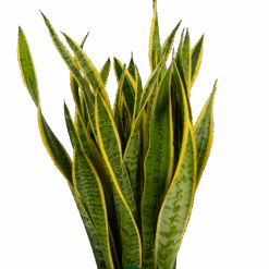 Sansevieria Laurentii - Vrouwentong - P30 H110 - Kamerplant -Huisdecoratie sansevieria laurentii vrouwentong p30 h110 kamerplant 3