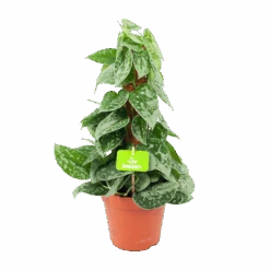 Scindapsus Pictus Silvery Ann Op Mosstok - Epipremnum - P15 H60 - Kamerplant