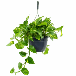 Scindapsus Pinnatum Aureum - Epipremnum - In Hangpot - P20 H40 - Kamerplant