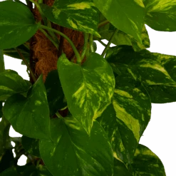 Scindapsus Pinnatum Aureum Op Mosstok - Epipremnum - P27 H150 - Kamerplant -Huisdecoratie scindapsus pinnatum aureum op mosstok epipremnum p27 h150 4