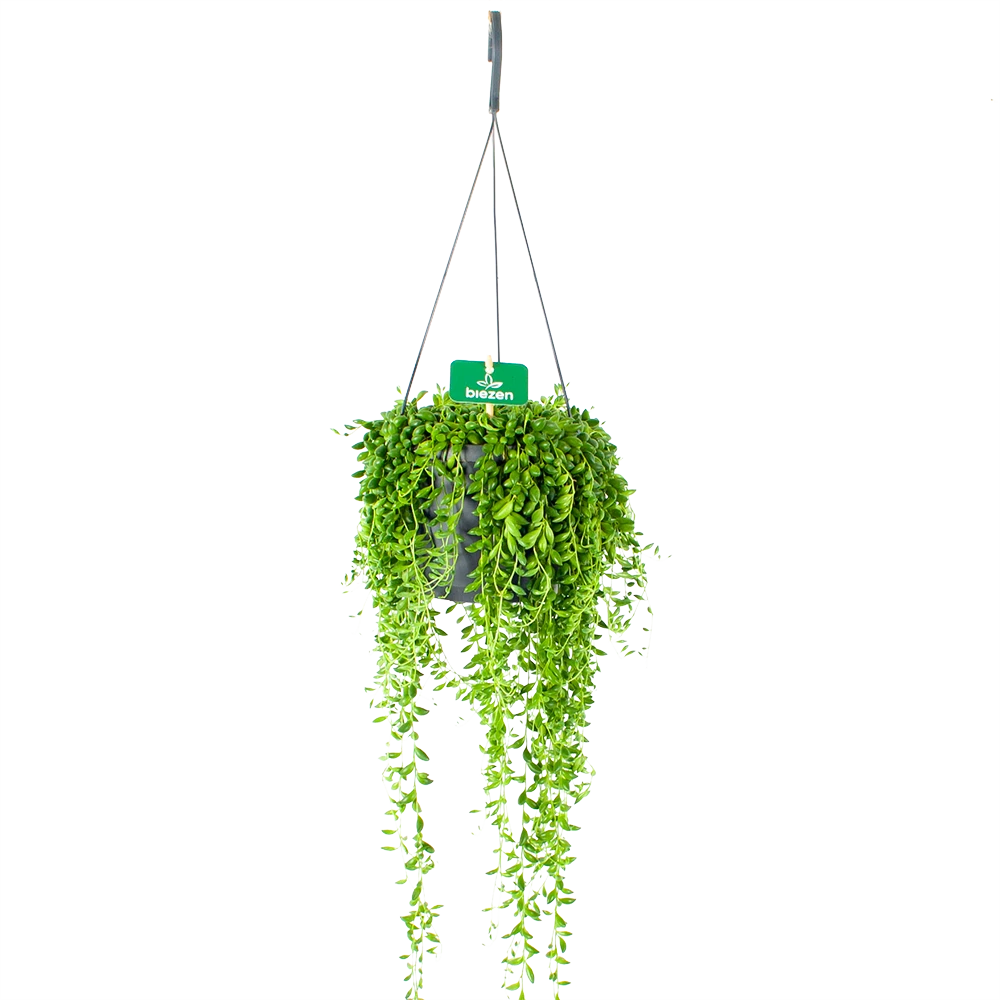 Senecio Herreianus - Erwtenplant - In Hangpot - P17 H40 - Kamerplant 3 Senecio Herreianus - Erwtenplant - In Hangpot - P17 H40 - Kamerplant