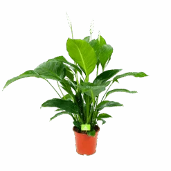 Spathiphyllum Wallisii - Lepelplant - P19 H80 Wit - Kamerplant