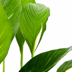 Spathiphyllum Wallisii - Lepelplant - P19 H80 Wit - Kamerplant -Huisdecoratie spathiphyllum wallisii lepelplant p19 h80 wit 6