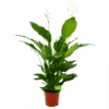 Spathiphyllum Wallisii - Lepelplant - P24 H120 Wit - Kamerplant