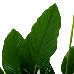 Spathiphyllum Wallisii - Lepelplant - P24 H120 Wit - Kamerplant -Huisdecoratie spathiphyllum wallisii lepelplant p24 h120 wit 6