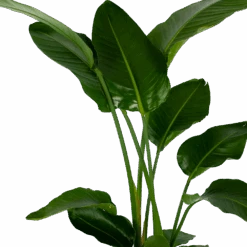Strelitzia Nicolai - Paradijsvogelpant - P27 H180 - Kamerplant 7 Strelitzia Nicolai - Paradijsvogelpant - P27 H180 - Kamerplant -Huisdecoratie strelitzia nicolai paradijsvogelpant p27 h180 5 2