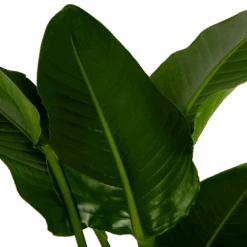 Strelitzia Nicolai - Paradijsvogelpant - P27 H180 - Kamerplant 8 Strelitzia Nicolai - Paradijsvogelpant - P27 H180 - Kamerplant -Huisdecoratie strelitzia nicolai paradijsvogelpant p27 h180 6 2