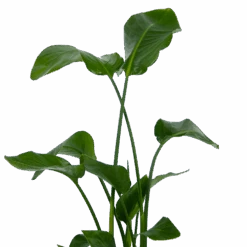 Strelitzia Nicolai - Paradijsvogelplant - P21 H120 - Kamerplant 8 Strelitzia Nicolai - Paradijsvogelplant - P21 H120 - Kamerplant -Huisdecoratie strelitzia nicolai paradijsvogelplant p21 h120 kamerplant 3