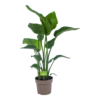 Strelitzia Nicolai - Paradijsvogelplant - P21 H90 - Kamerplant -Huisdecoratie strelitzia nicolai paradijsvogelplant p21 h90 1