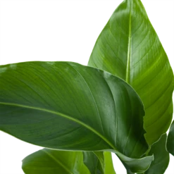 Strelitzia Nicolai - Paradijsvogelplant - P21 H90 - Kamerplant -Huisdecoratie strelitzia nicolai paradijsvogelplant p21 h90 5