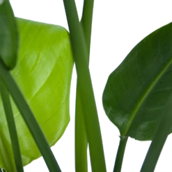 Strelitzia Nicolai - Paradijsvogelplant - P21 H90 - Kamerplant -Huisdecoratie strelitzia nicolai paradijsvogelplant p21 h90 6