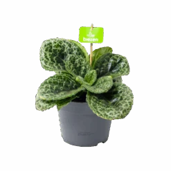 Streptocarpus Pretty Turtle - Schildpad Plant - P17 H35 - Kamerplant