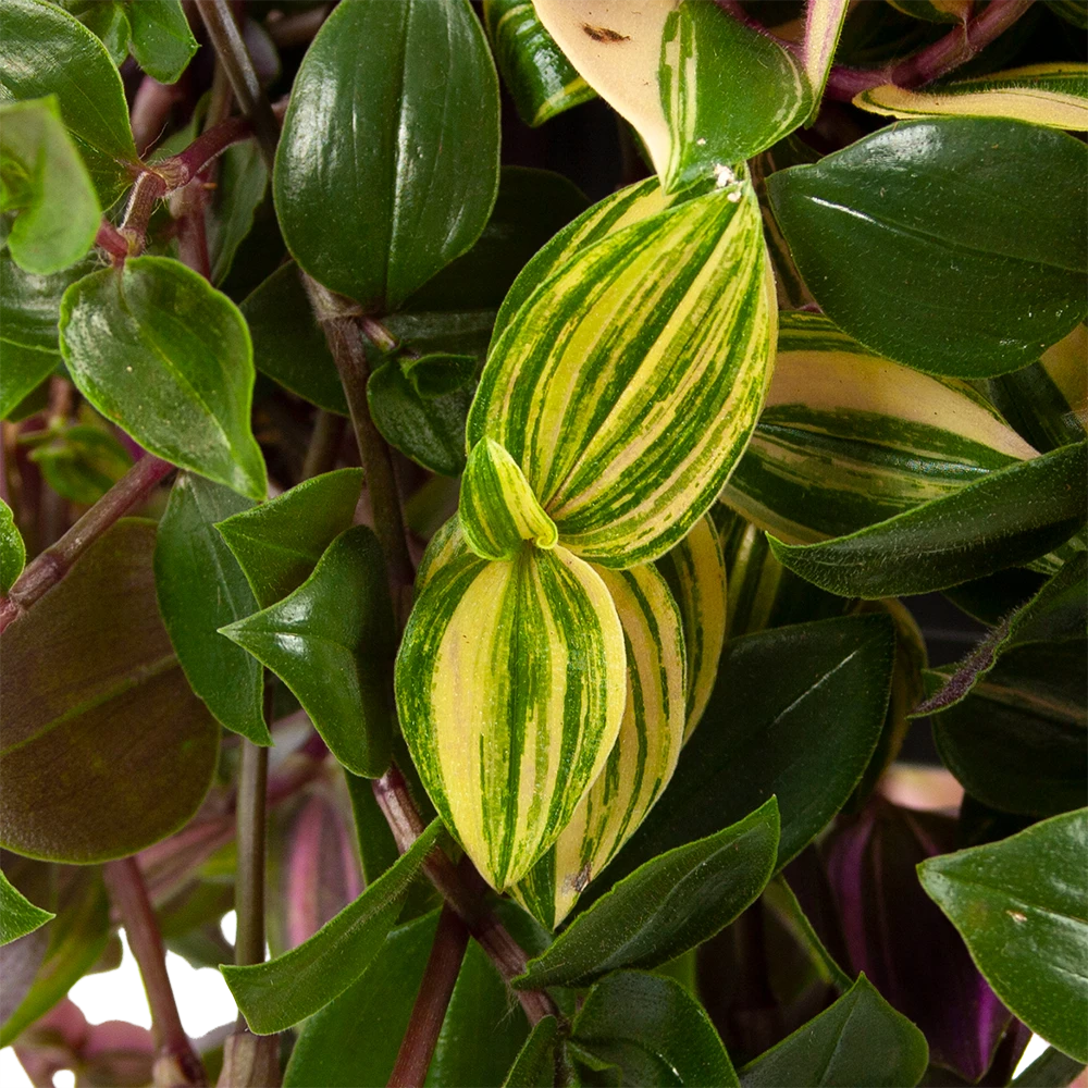 Tradescantia Quadricolor - Vaderplant - In Hangpot - P17 H40 - Kamerplant - Afbeelding 2