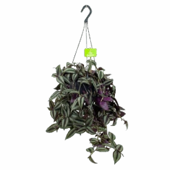 Tradescantia Zebrina - Vaderplant - In Hangpot - P17 H40 - Kamerplant