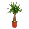 Yucca Inca Tree - Palmlelie - P24 H85 - Kamerplant 1 Yucca Inca Tree - Palmlelie - P24 H85 - Kamerplant -Huisdecoratie yucca inca tree palmlelie p24 h85 1