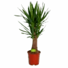 Yucca Inca Tree - Palmlelie - P27 H110 - Kamerplant -Huisdecoratie yucca inca tree palmlelie p27 h110 1