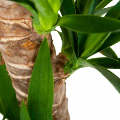 Yucca - Palmlelie - P19 H90 - Kamerplant -Huisdecoratie yucca palmlelie p19 h90 6