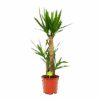 Yucca - Palmlelie - P21 H100 - Kamerplant -Huisdecoratie yucca palmlelie p21 h100 1 2