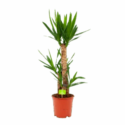 Yucca - Palmlelie - P21 H100 - Kamerplant