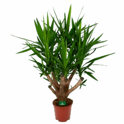 Yucca - Vertakt - Palmlelie - P27 H110 - Kamerplant
